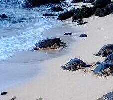 Sea Turtles on Maui, Hawaii