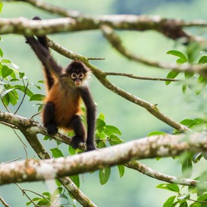 Visit monkeys in their natural habitat