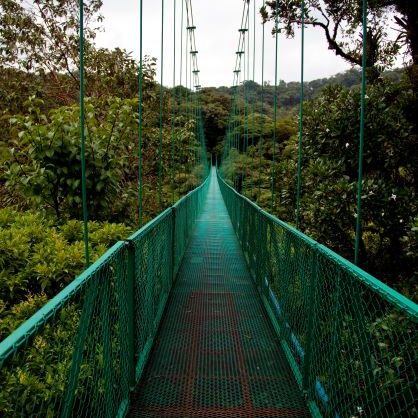 Hanging Bridges in the Cloud Forest
